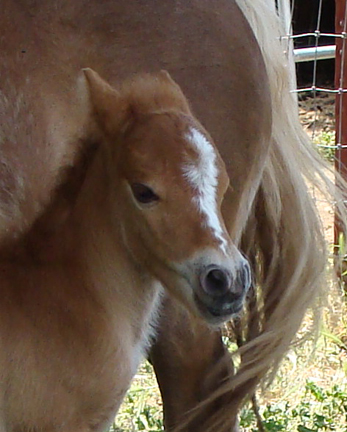 Missy Colt head